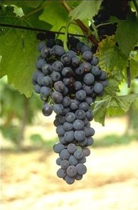 DNA profiling Syrah
